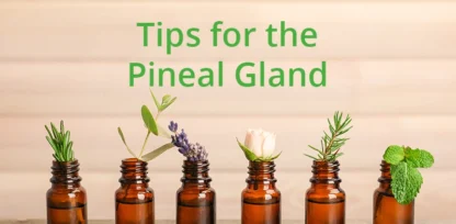 Tips for the Pineal Gland